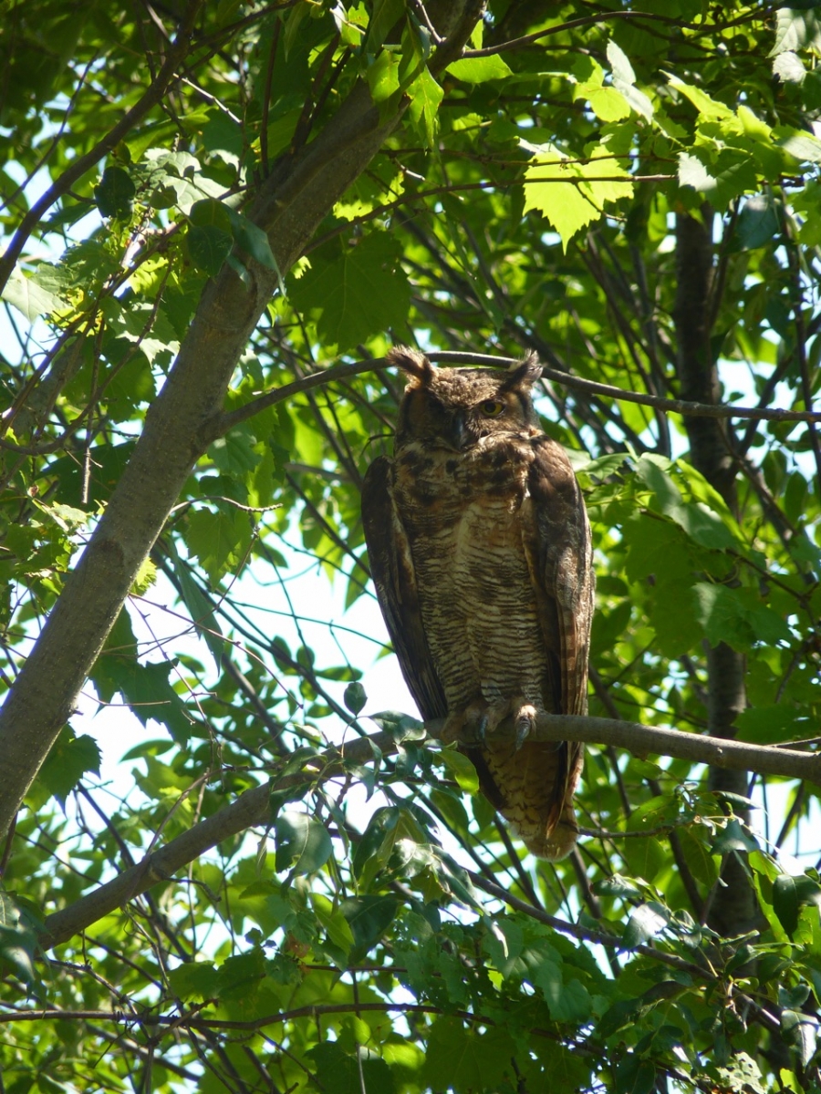 an owl peers down from the tree canopy